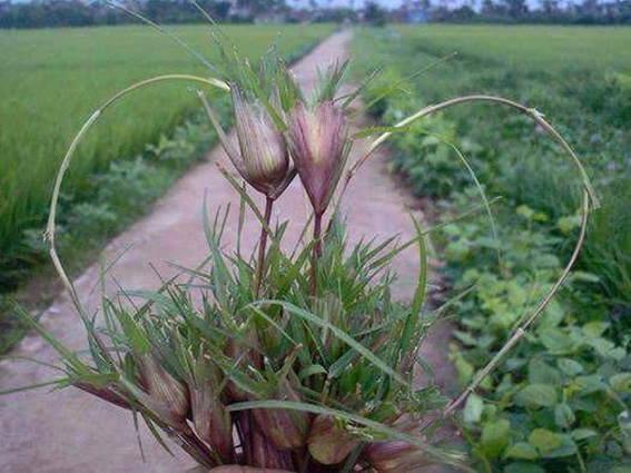 Loài hoa cuộn giữ thời gian